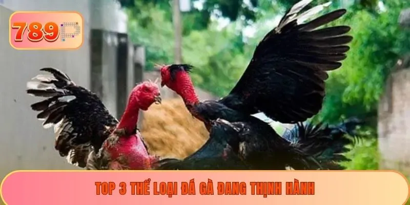 Top 3 thể loại đá gà đang thịnh hành